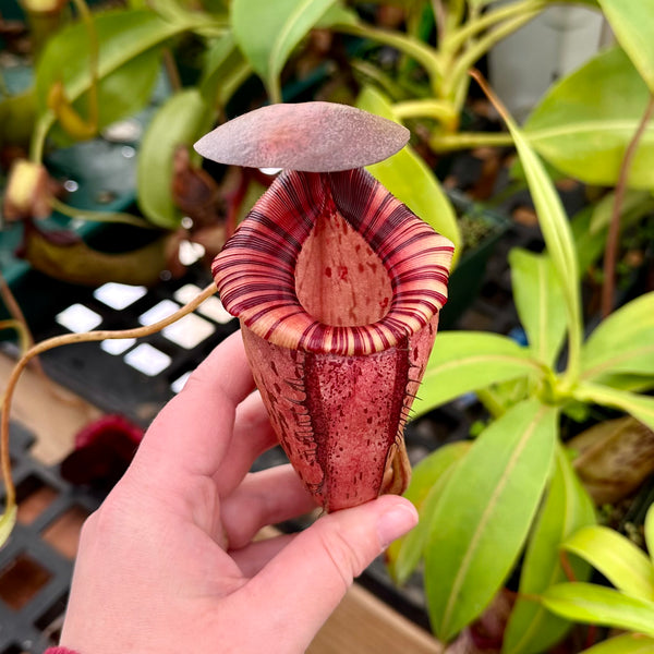 Growing Nepenthes: Cultivating Carnivorous Tropical Pitcher Plants