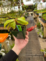 Nepenthes ampullaria 'Black Miracle' unknown hybird *SPECIMEN*