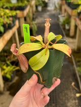 Nepenthes (veitchii x lowii) x (burbidgeae x edwardsiana) BE-3980 *SPECIMENS*