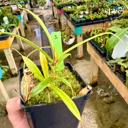 Nepenthes glabrata BE-4622 *SPECIMENS* (Special mix of rooted cuttings)