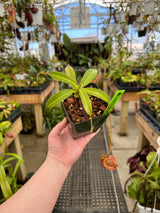 Nepenthes jacquelineae (G. Gadang) BE-3092