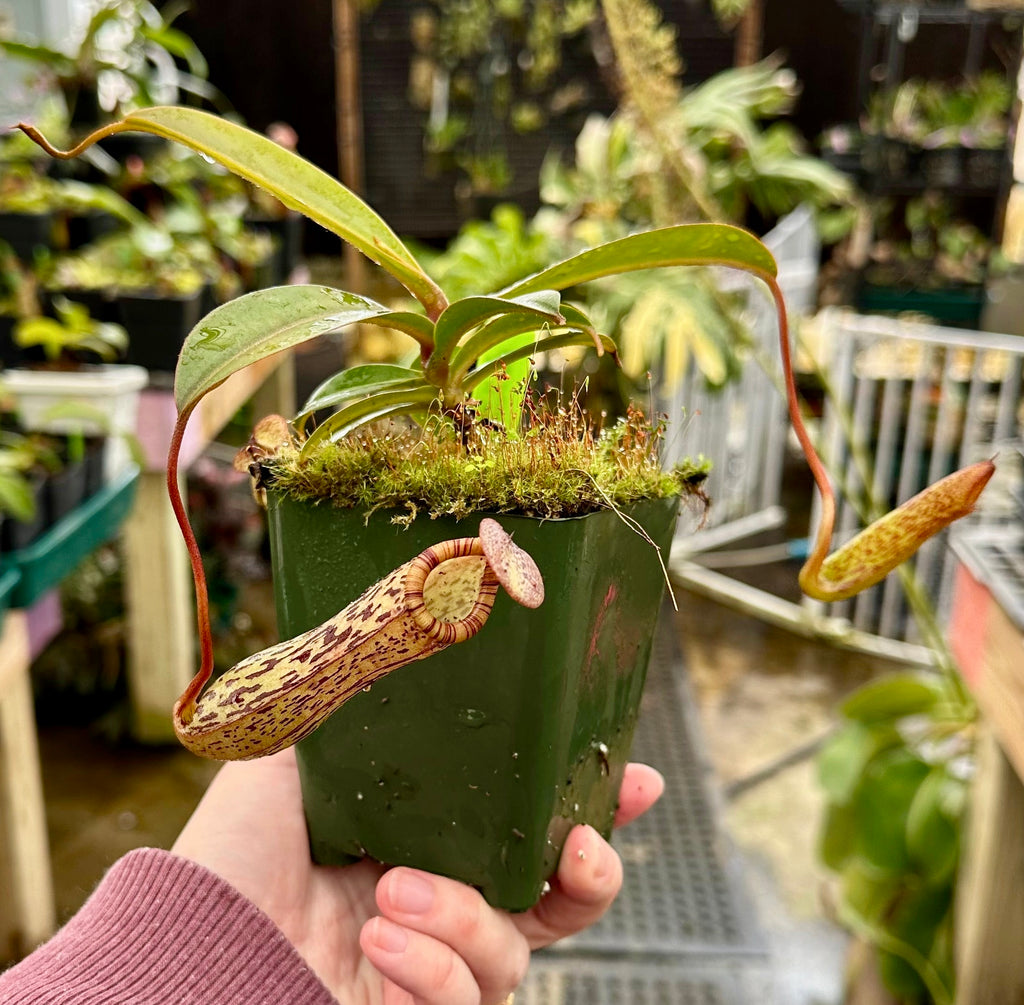 NEPENTHES NEPETHICA 鉢 IMG-0878.jpg?v=1701985722&