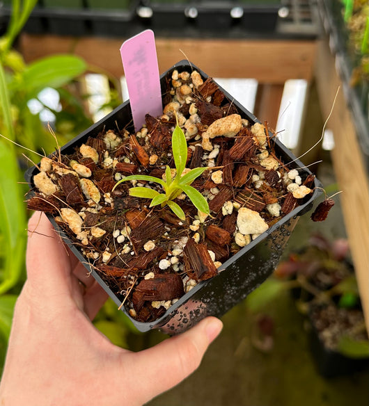 Nepenthes jamban BE-3875