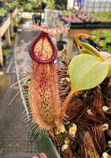 Nepenthes robcantleyi x hamata BE-3958