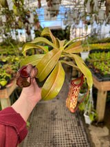 Nepenthes x Red Leopard *ROOTED CUTTINGS*