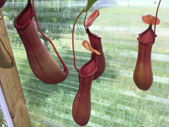 Nepenthes x Ventrata *ROOTED CUTTINGS*