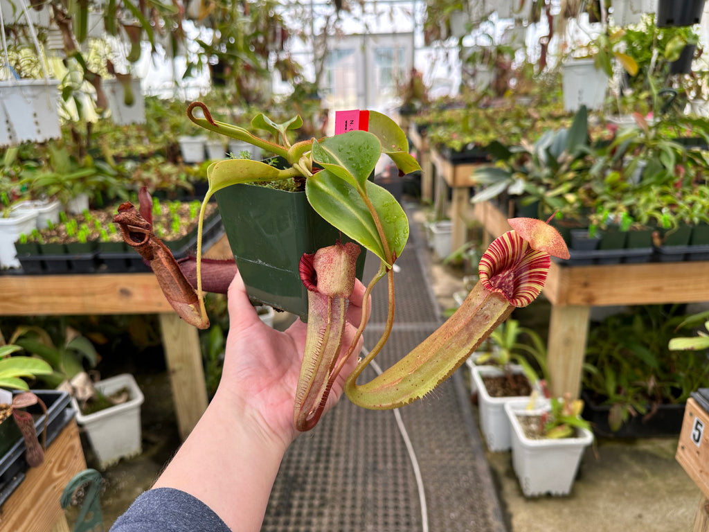 IMG-7363_1024x1024.heic?v=