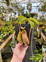 Nepenthes villosa x veitchii BE-4016 *SEED-GROWN SPECIMEN*