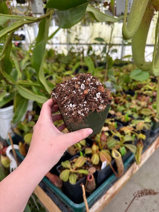Pot of Nepenthes mix