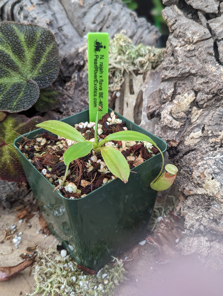 PXL-20231203_204303765.