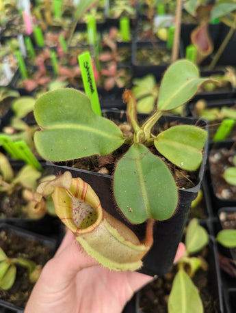 Nepenthes veitchii BE-3734 'Bario squat' *Confirmed Striped*
