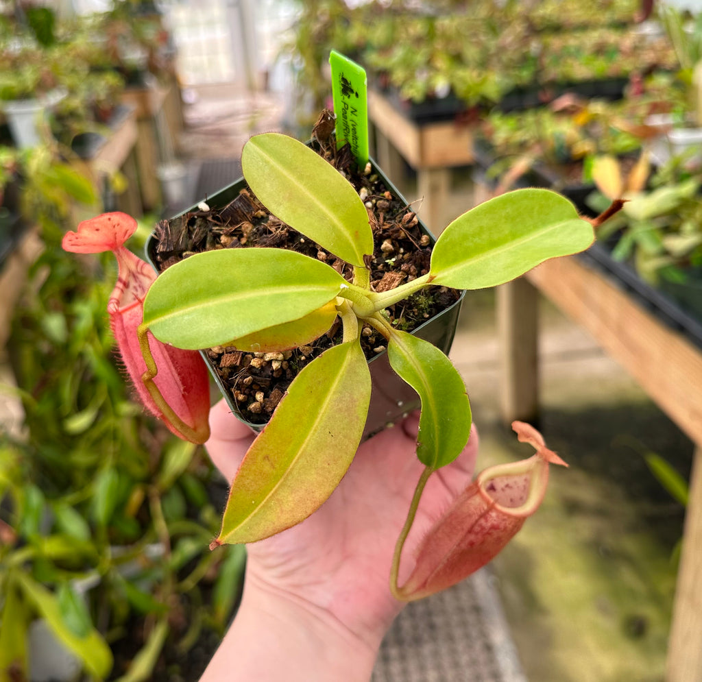 image_17760678-5218-4f14-888d-