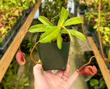Nepenthes jacquelineae (G. Gadang) BE-3092