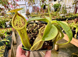 Nepenthes spathulata x campanulata BE-3796