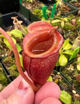Nepenthes jacquelineae (G. Gadang) BE-3092