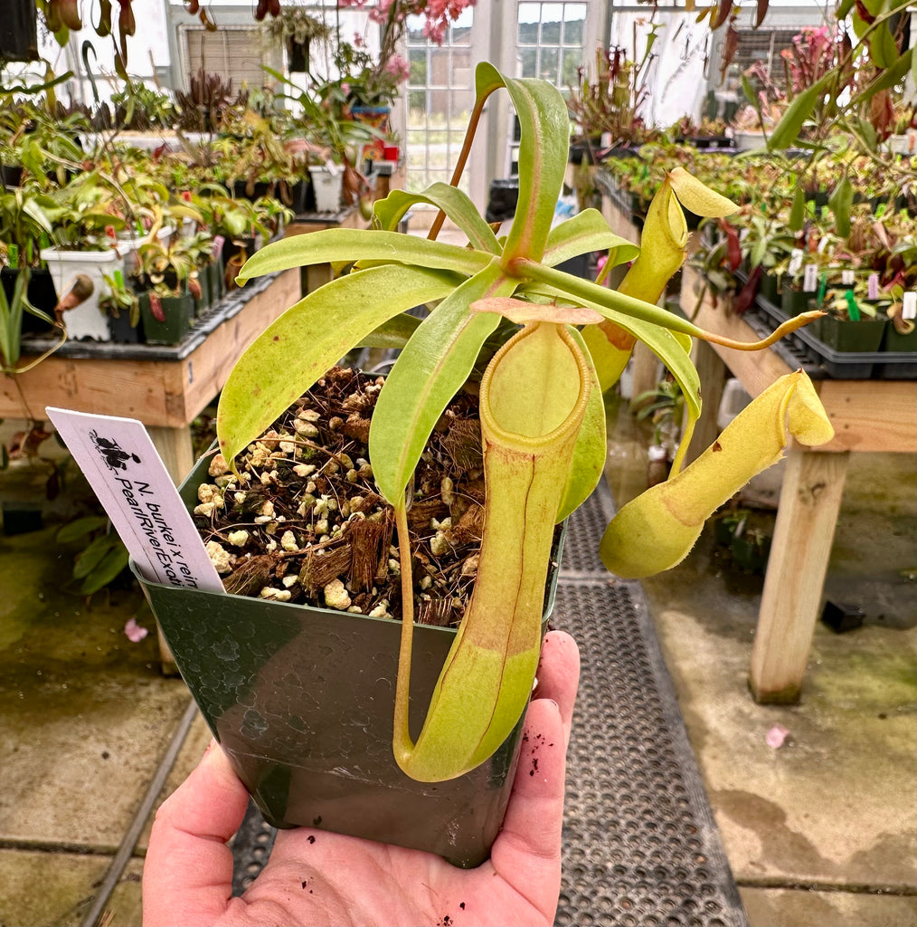 ネガイ　イノリ Nepenthes burkei