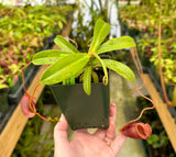 Nepenthes jacquelineae (G. Gadang) BE-3092
