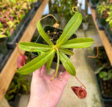 Nepenthes jacquelineae (G. Gadang) BE-3092
