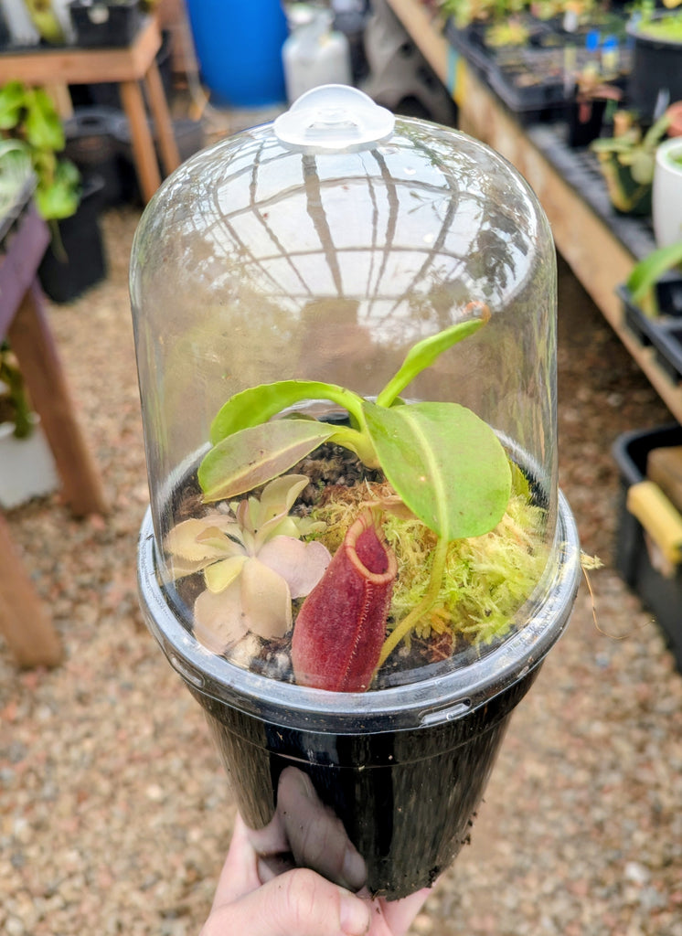 plant pot with humidity dome Pots with Domes