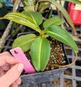Nepenthes x Alisaputrana BE-3865 *SEED-GROWN* *SPECIMENS*