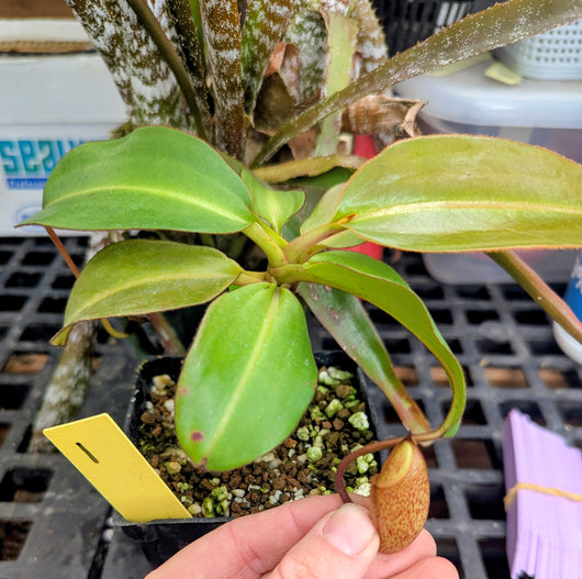 Nepenthes x Alisaputrana BE-3865 *SEED-GROWN* *SPECIMENS*