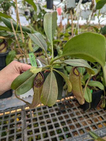 Nepenthes maxima *SEED GROWN SPECIMENS*