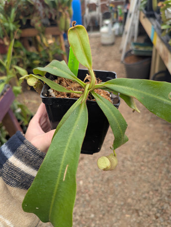 Nepenthes veitchii (Hose Mountains) *XL SPECIMENS*