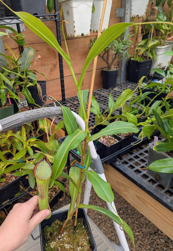 Nepenthes truncata x ramispina AW ISC *SPECIMEN*