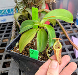 Nepenthes x Alisaputrana BE-3865 *SEED-GROWN* *SPECIMENS*