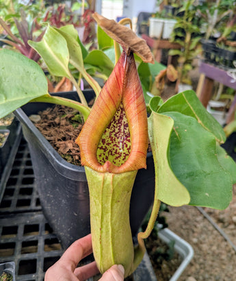 Nepenthes truncata SEED-GROWN *SPECIMEN*