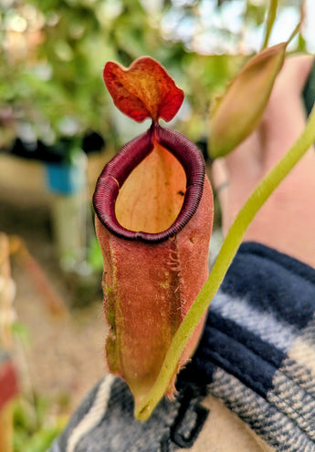 Unknown ampullaria hybrid