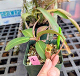 Nepenthes x Alisaputrana BE-3865 *SEED-GROWN* *SPECIMENS*