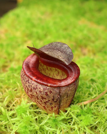 Nepenthes tenuis BE-4049	*ROOTED TIP CUTTINGS*