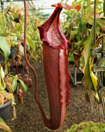 Nepenthes densiflora x robcantleyi BE-3573