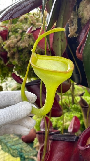 Nepenthes jamban BE-3875