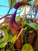 Nepenthes maxima (Gng. Lumut) BE-3067 *Confirmed female clone*