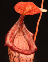 Nepenthes spectabilis x ventricosa BE-3745
