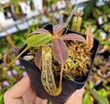 Nepenthes vogelii BE-3256