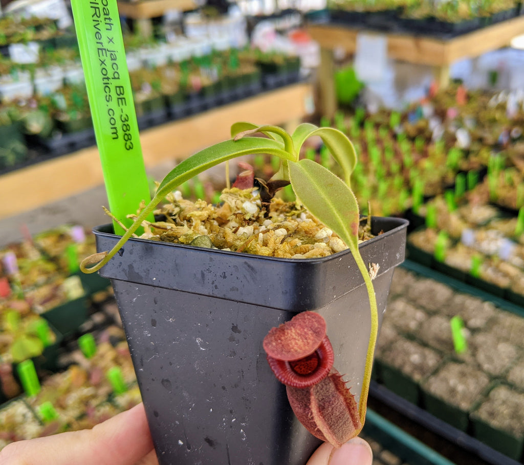 IMG_20201213_115358_1024x1024.