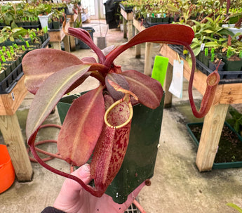 Nepenthes peltata x sumadera BE-4024