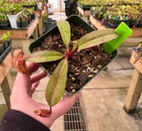 Nepenthes peltata x sumadera BE-4024