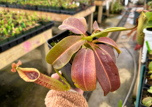 Nepenthes maxima (Gng. Lumut) BE-3067 *Confirmed female clone*