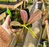 Nepenthes maxima (Gng. Lumut) BE-3067 *Confirmed female clone*
