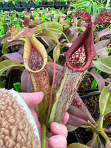 Nepenthes maxima (Gng. Lumut) BE-3067 *Confirmed female clone*