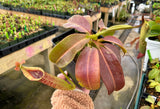 Nepenthes maxima (Gng. Lumut) BE-3067 *Confirmed female clone*