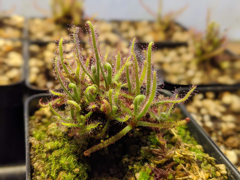 Drosera magnifica care