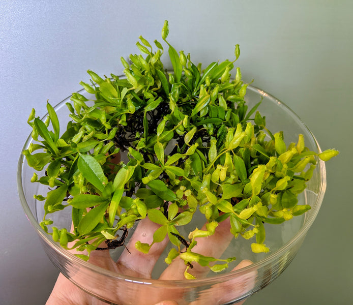 Why micropropagation?