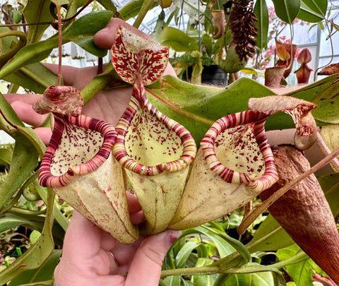 Propagating Nepenthes via cuttings