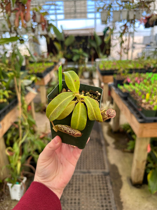 Nepenthes stenophylla *SEED-GROWN*