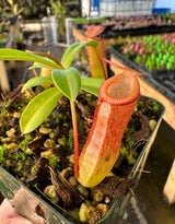 Nepenthes ventricosa x dubia BE-3742